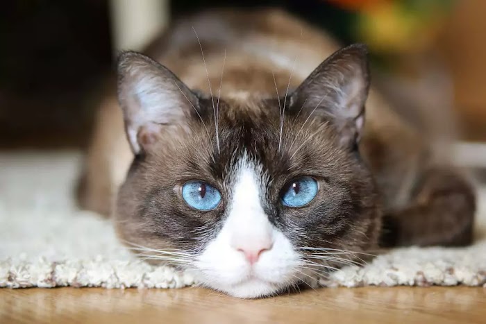 The Enchanting Snowshoe Cat Breed: Your Playful and Affectionate Feline Friend