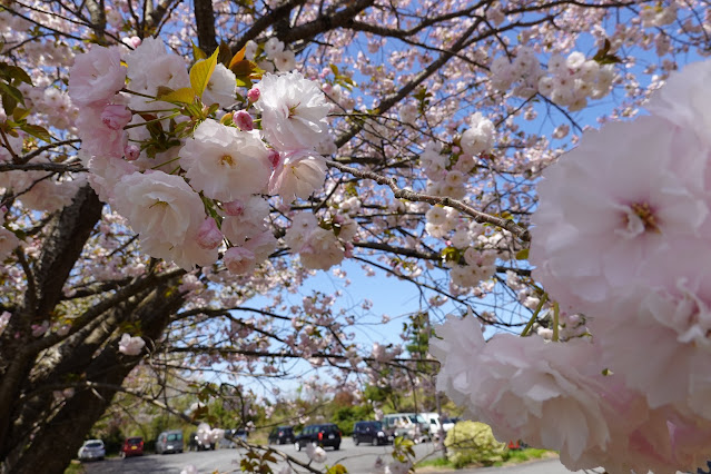 鳥取県西伯郡伯耆町丸山 ビアホフ ガンバリハウスの生垣の八重桜