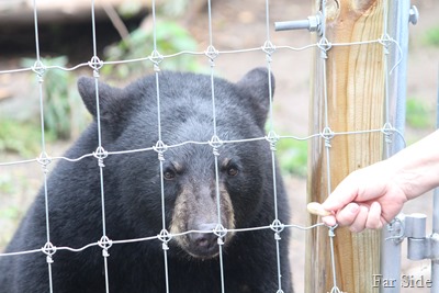 Bear in jail eating peanuts