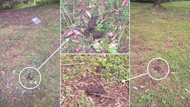 Excrementos en el botánico