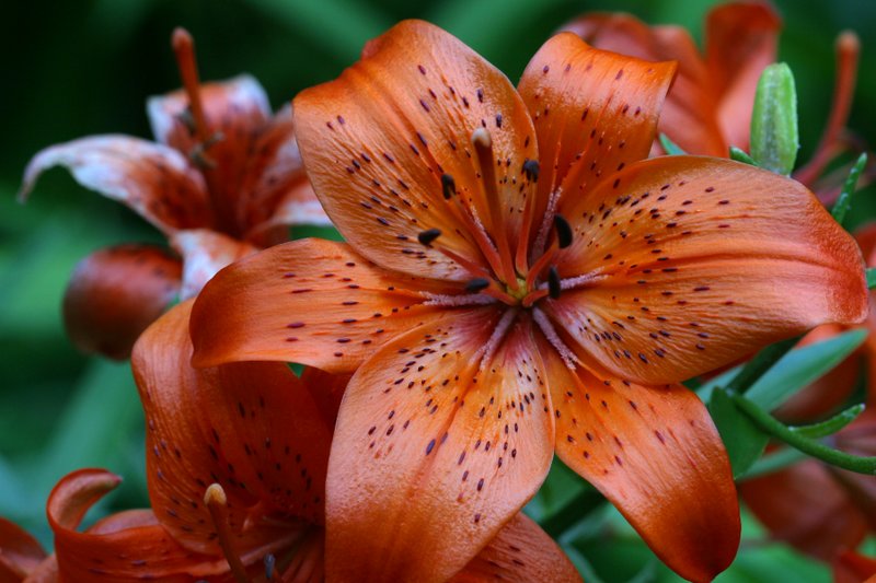 tiger lily tattoo. Tiger Lily tattoo