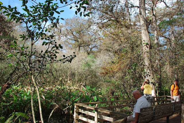 Audubon Corkscrew Swamp Sanctuary