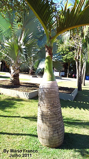 Palm bottle