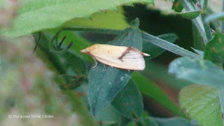 Agapeta hamana DSC163438