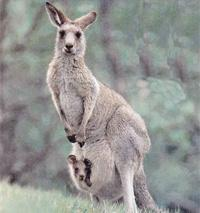 Kangaroos