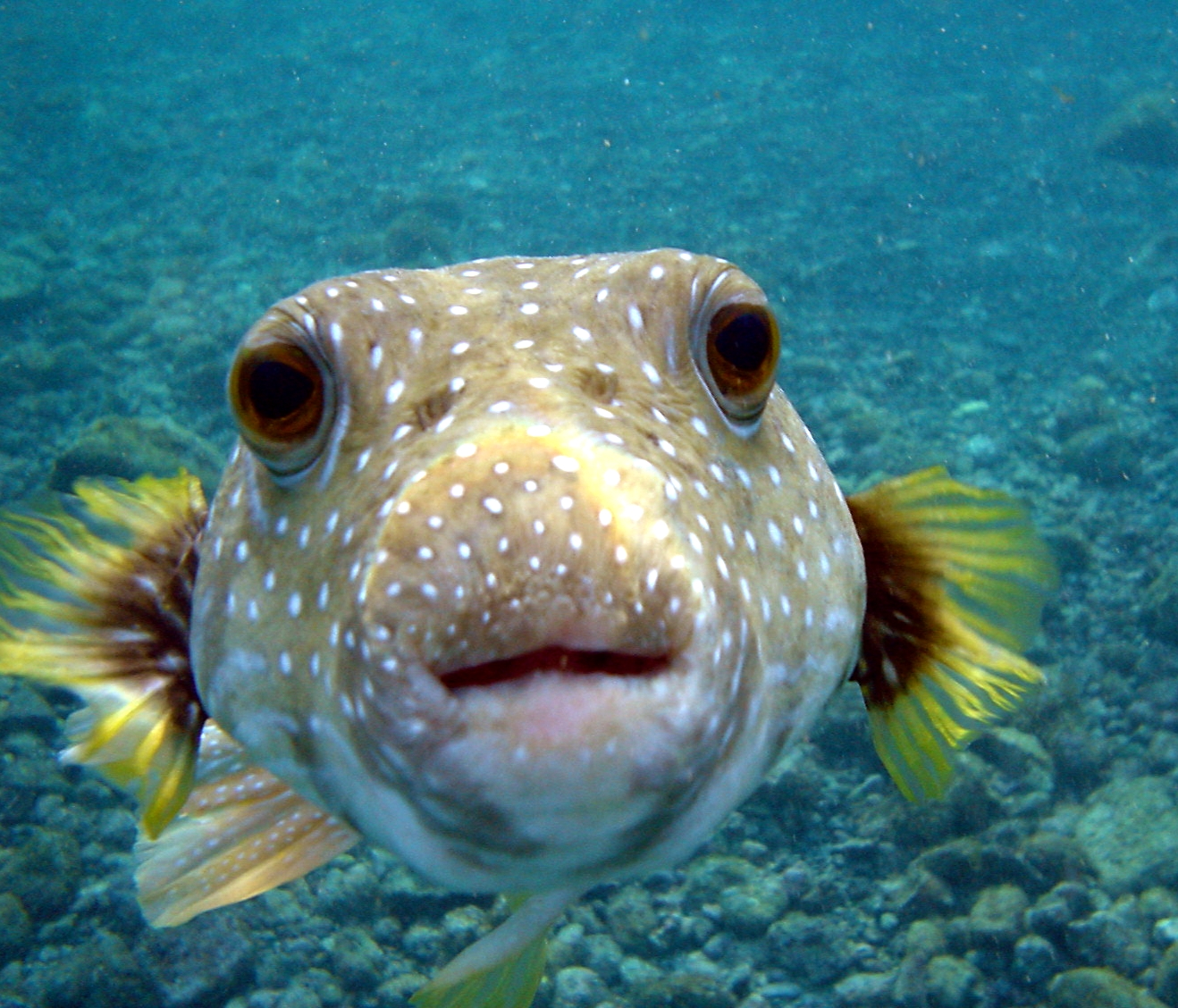 Puffer Fish Beauty Wallpaper | Wallpaper ME