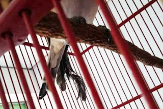 CARA MENGATASI BURUNG CENDET CIAK BULU EKOR