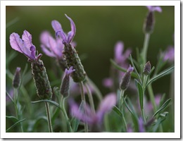 IMG_5060-2