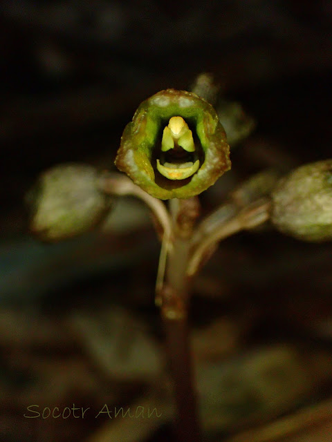 Gastrodia confusa