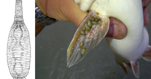 Extreme Philly Fishing: Help Rutgers University's Research on Leeches  Attached to Catfish (Delaware River & Tribs, PA/NJ)