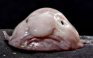 ugly fish