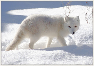 Wild Arctic Fox