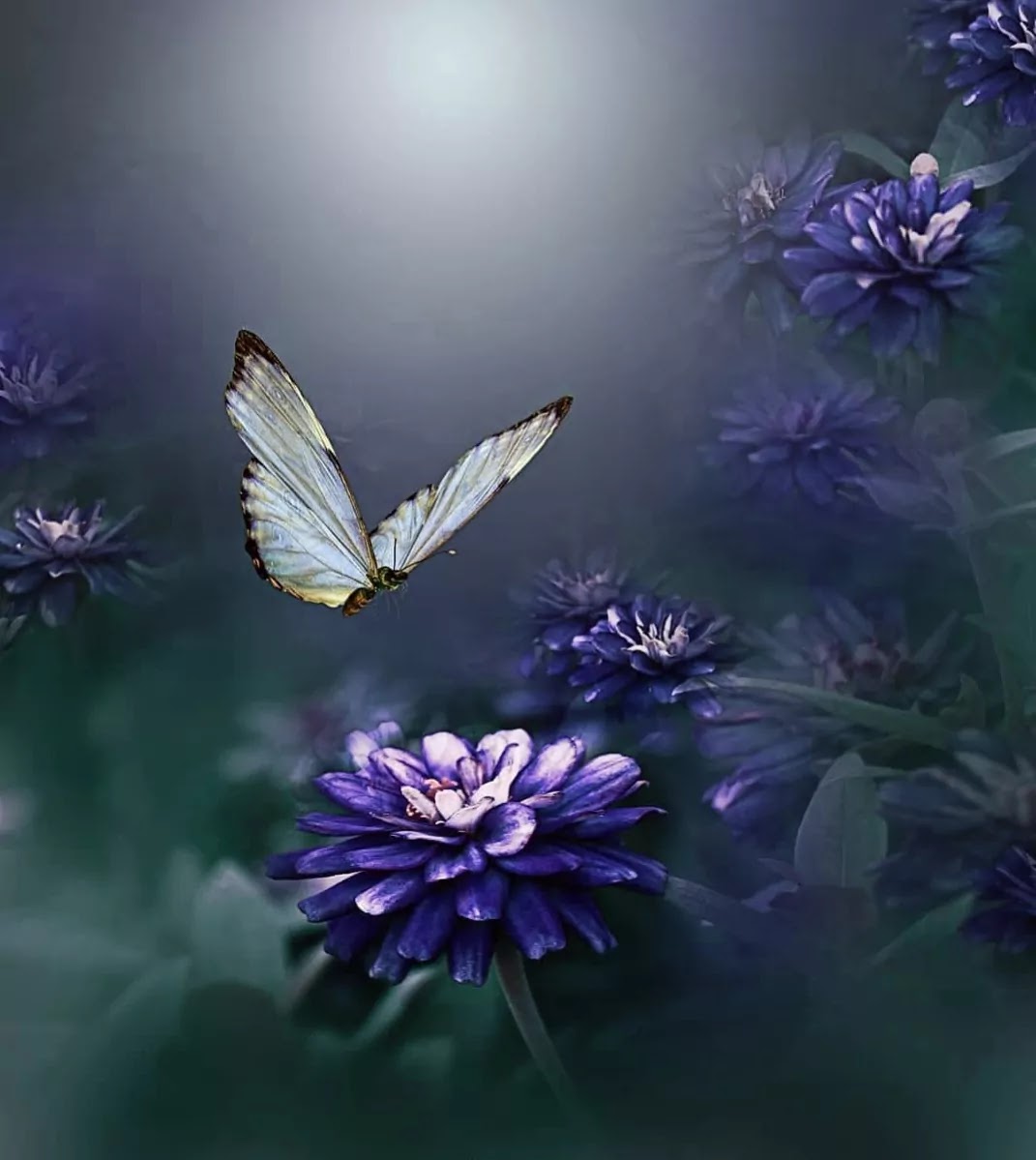 WhatsApp Dp ​Flowers With Butterfly HD Wallpapers DOWNLOAD