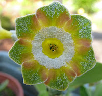 primula auricula аурикула примула