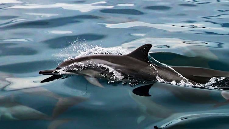How Long Can Dolphins Hold Their Breath?