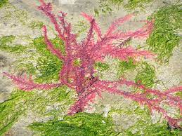 Dive into the world of algae with challenging MCQs! Uncover their secrets and test your knowledge. #AlgaeCharacteristics #ScienceQuiz
