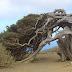 11 Strangest Trees on Earth