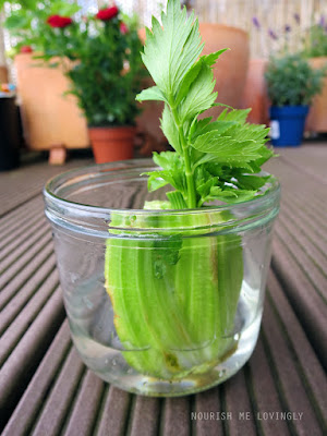 regrowing_celery