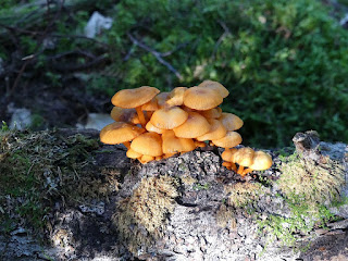 Mycène de Léa - Mycena leaiana