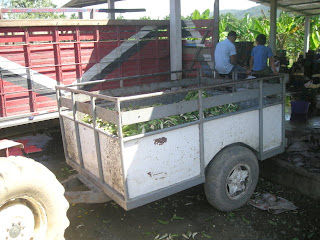 plantain peels, La Bomba, Jutiapa, Honduras