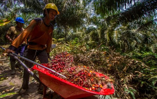 Petani Kelapa Sawit Indonesia Terima Kasih ke Presiden Jokowi Karena Cabut Larangan Ekspor