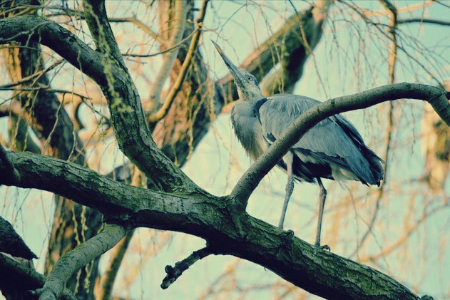  Gambar  Burung  Bangau  Terlengkap Kumpulan Gambar 