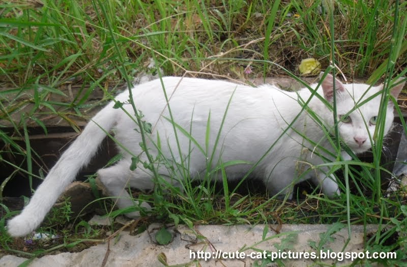  Gambar  Kucing  Comel Cute Gambar Kucing Jantan  Putih
