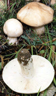 St George's mushroom, button and open cap, top, image of gills, bottom