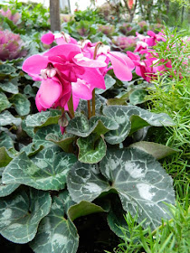 Allan Gardens Conservatory Christmas Flower Show 2015 pink cyclamen by garden muses-not another Toronto gardening blog