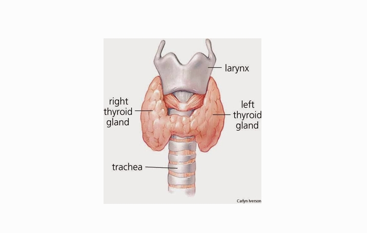  Kelenjar  Tiroid  Pengertian Struktur Fungsi  Ilmu Dasar