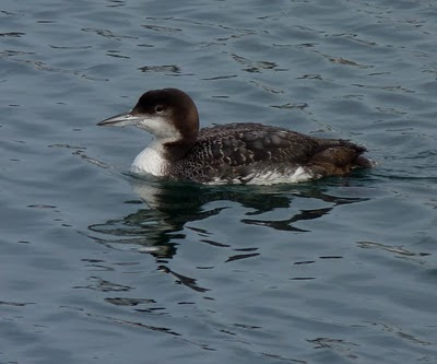 common loon drawing. hair Birdorable Common Loon