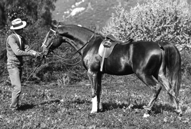 Banu Sanhadja Breeding focus Syrian blood lines