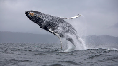 ballena-realizando-un-salto-fuera-del-agua