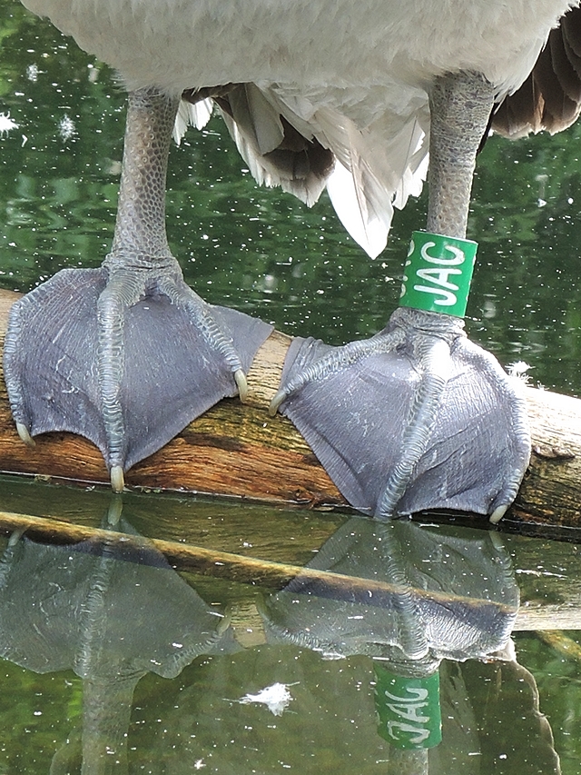 de zoo: pelikanen en wat gemijmer over fotograferen in de zoo