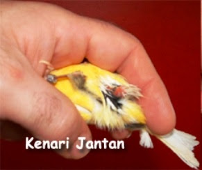 Burung kenari jantan siap tangkar