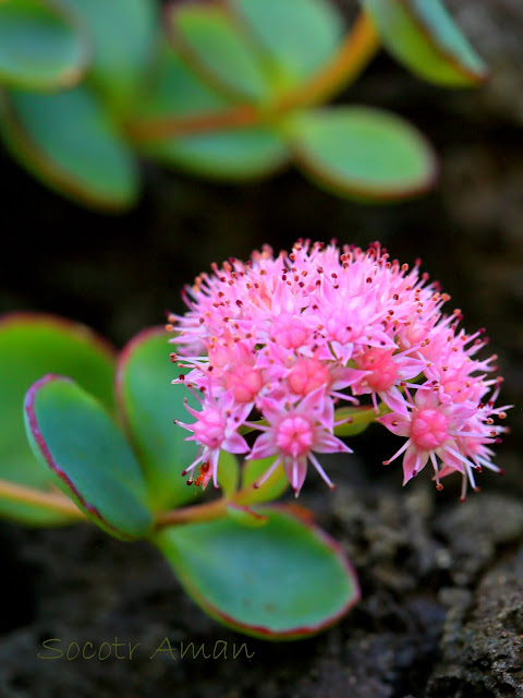 Hylotelephium sieboldii