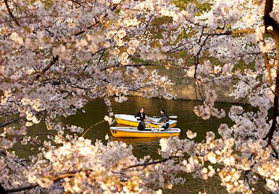 Sakura