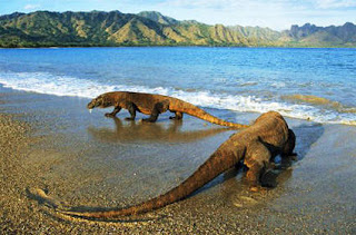 Exploring, komodo national park.