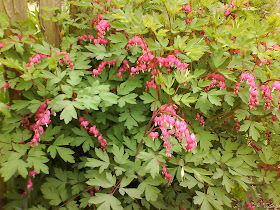 garden at heart: Dicentra or not Dicentra?