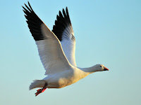 Ross’s goose adult white morph – Seedskadee NWR, WI – Feb. 2015 – photo by Tom Koerner, USFWS