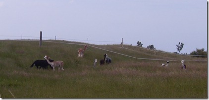 2012_07 Tour nach Westerhever (13)