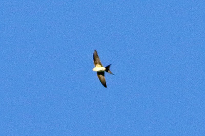"Barn Swallow - Hirundo rustica, winter visitor flying above radio tower Abu."