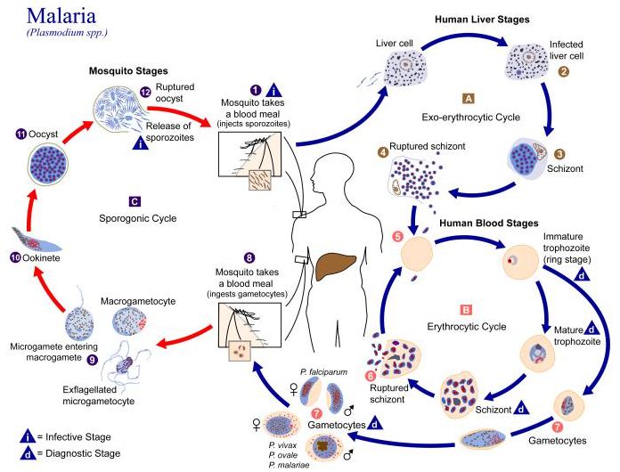 Buatlah Skema Siklus Hidup Plasmodium Sp Penyebab Penyakit