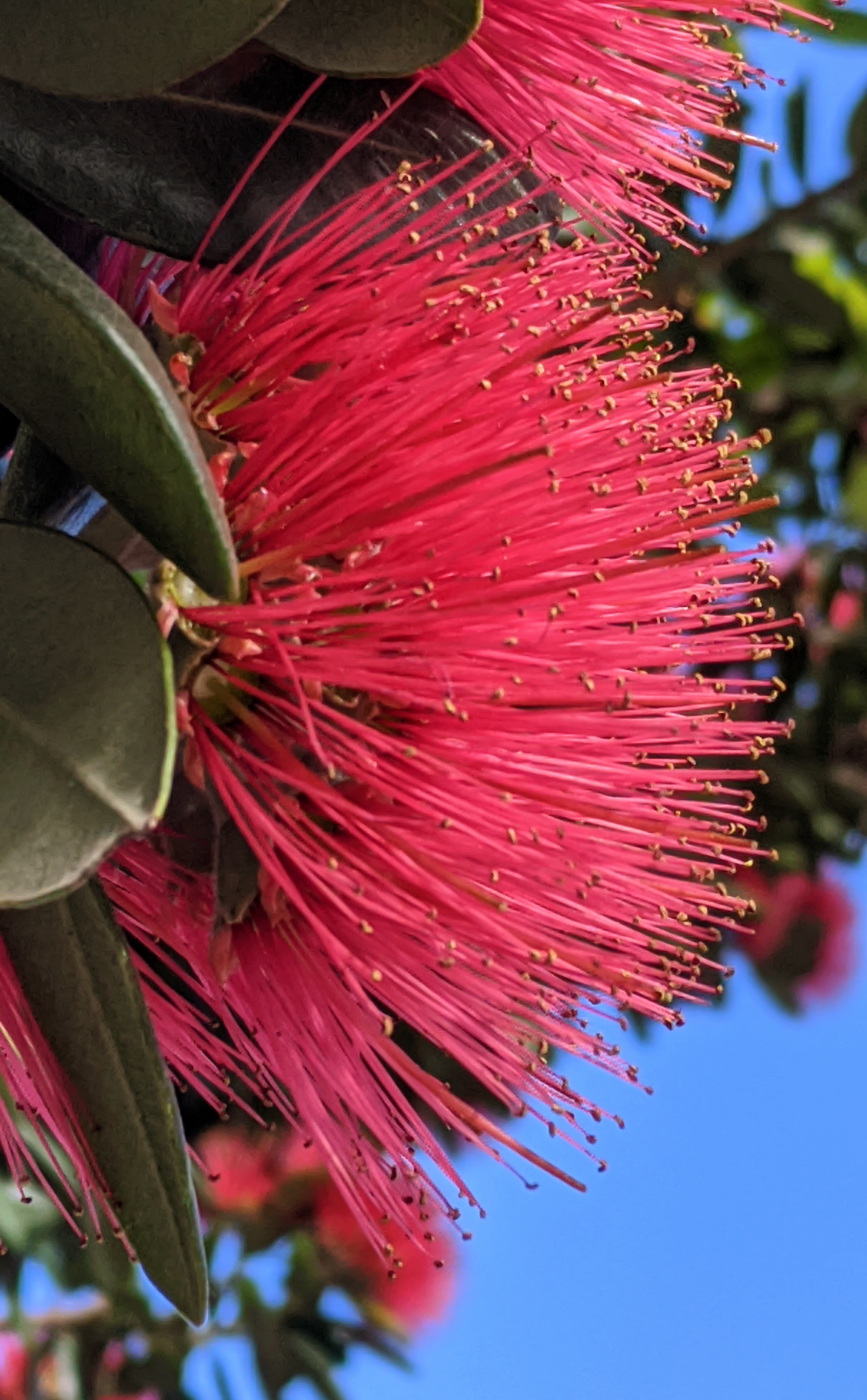 Pahutakawa flower, known as the New Zealand Christmas Tree