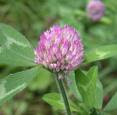 red clover for hormone