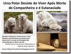 Urso Polar Desiste de Viver Após Morte