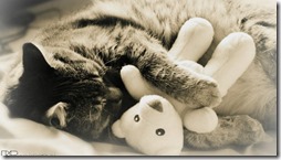 77- gatos blanco o crema (11)- buscoimagenes