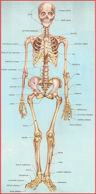 Biologi Gonzaga Kerangka Manusia