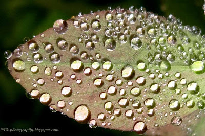 Dew Drops