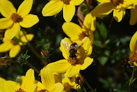 bee enjoying brown eyed susans